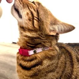 Cat Collar
