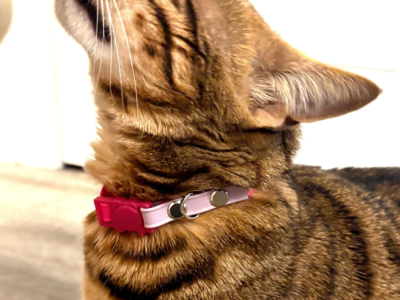 Cat Collar